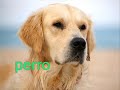Animales mamíferos