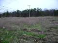 videos de random field romping III
