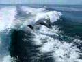 Boating with the dolphins in Sanibel Florida