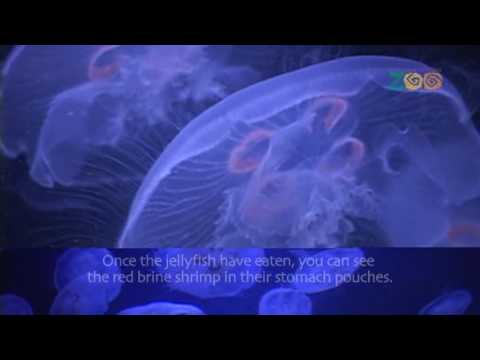 how to care jellyfish