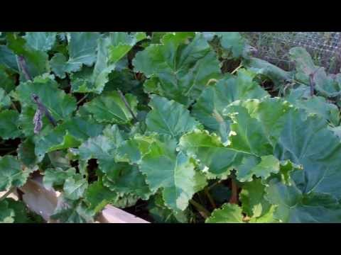 how to grow rhubarb in the south