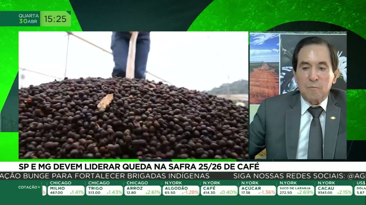 SP e MG devem liderar queda na safra 25/26 de café