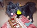 loki-consentido-pomerania-.html