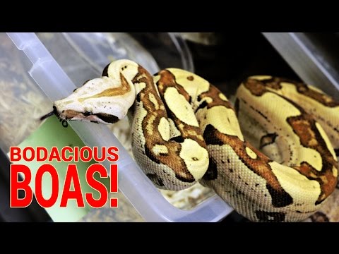 YouTube reptile video