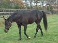 [競馬]史上7頭目のクラシック三冠馬オルフェーヴルの父ステイゴールドが自分のウンコの臭さに発狂。のサムネイル