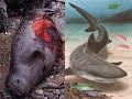 TUBAR�O ASSASSINO-JAWS-PONHA UM TUBAR�O NO SEU TANQUE!
