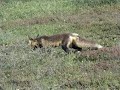 Red Fox Having Dinner