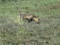 Red Fox Having Dinner