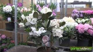 #1130 Rhododendron Hybride Prinses Maxima