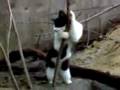 Lab-dance-15.wmv