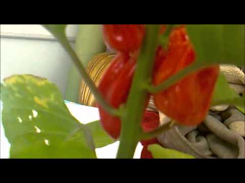 how to harvest bhut jolokia