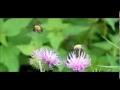 Two bumblebees Two bumblebees