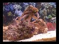 Pet Octopus -- Admiral Nelson! Pet Octopus -- Admiral Nelson!