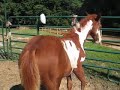 ATTACK OF THE BABY HORSES!!! ATTACK OF THE BABY HORSES!!!