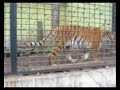 「始めまして お嬢さん」 2005.7.30 一人では寂しそうだな まだまだ 遊び盛り 釧路動物園アムールトラ チョコ ♀ 1歳2ヶ月「グッ、ガッ グーッ」 挨拶の言葉が続いた。 尾を高く持ち上げて歩くのは「嬉しさ 」の証。 年に1回しか行かないが・・・ どうやら彼女は 俺を認識 している感じがする。 思い過ごしかもしれないが・・・ 遭うたび しっかり 挨拶してくれる。 出産！ それを聞いた時 驚いた。 彼女は まだ 早い！ 障害持つ子供 愕然となった・・・。 2009.4.24 彼女の仔 タイガ・ココア 遭った 驚いた！ 全く 悲壮感がなかった。 二人とも 動き 不自由を感じさせたが、 きらきら 生き生きしてた。 全く 「可愛そう」。の言葉 浮かんでこなかった・・・。 タイガの命は途切れたが、意思はつながる。 死ぬことはない。