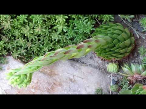 how to replant hens and chicks