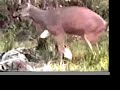 Rudolphito