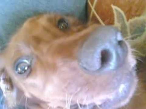 bruno the irish setter