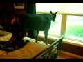 Security Dog(s)