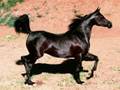paarden