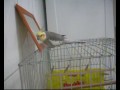 Calopsita Teco - Cantando no Espelho | Cockatiel Teco - Singing in the Mirror