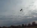 RC Wingo second attempt