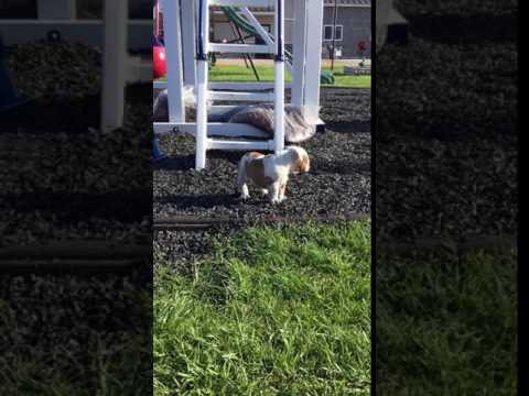 A cute video of Tesla at the park