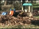 Autumn Leaves (Winter Comes)