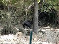 2007 - Wild Pig  at Roberts Cove, LA
