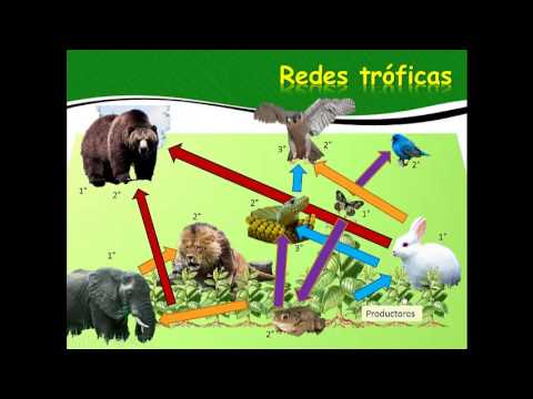 Imatge de previsualització de YouTube