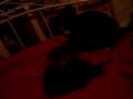 Mom and daughter catfight