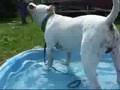 Our amstaff Fedor playing in water for the first time