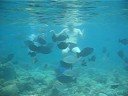 Maldivian Fishes Feeding In Bandos Island Lagoon