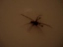 Spider in the tub