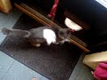 luna speelt! luna speelt!
