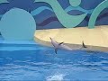 ocean-park-dolphin-show