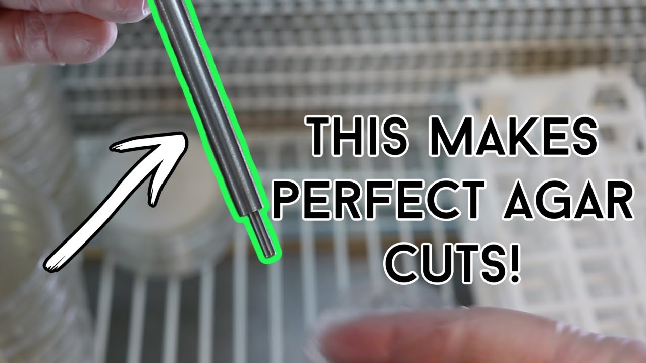 The art of perfect agar transfers | Using inoculation loops for LC's