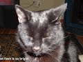 The kitties in my life...
