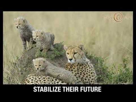 CHEETAHS IN AFRICA ^