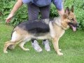 video of german shepherd von grecs