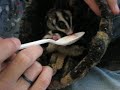 sugargliders