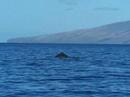 Whale Watching Whale Watching