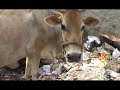 Jeremy Goes to Bangalore
