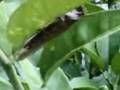videos de Cavalletta