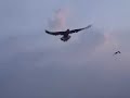 The Creature Invasion