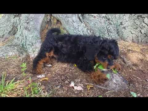 Lisle playing in the yard.