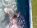 ronilac nirvana