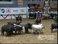 2005 NCHA Open Derby Champion 2005 NCHA Open Derby Champion