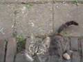 videos de poes mauwt met vogeltje in bek