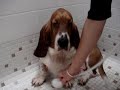 Bassett Shower